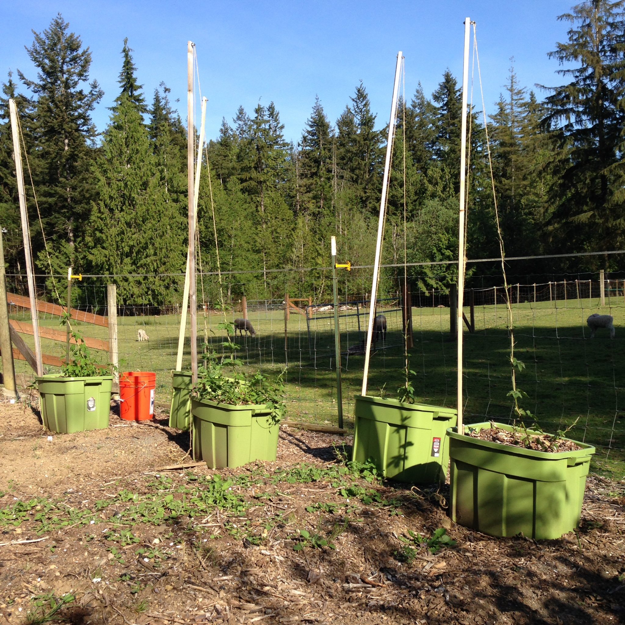 The Hopyard 2016