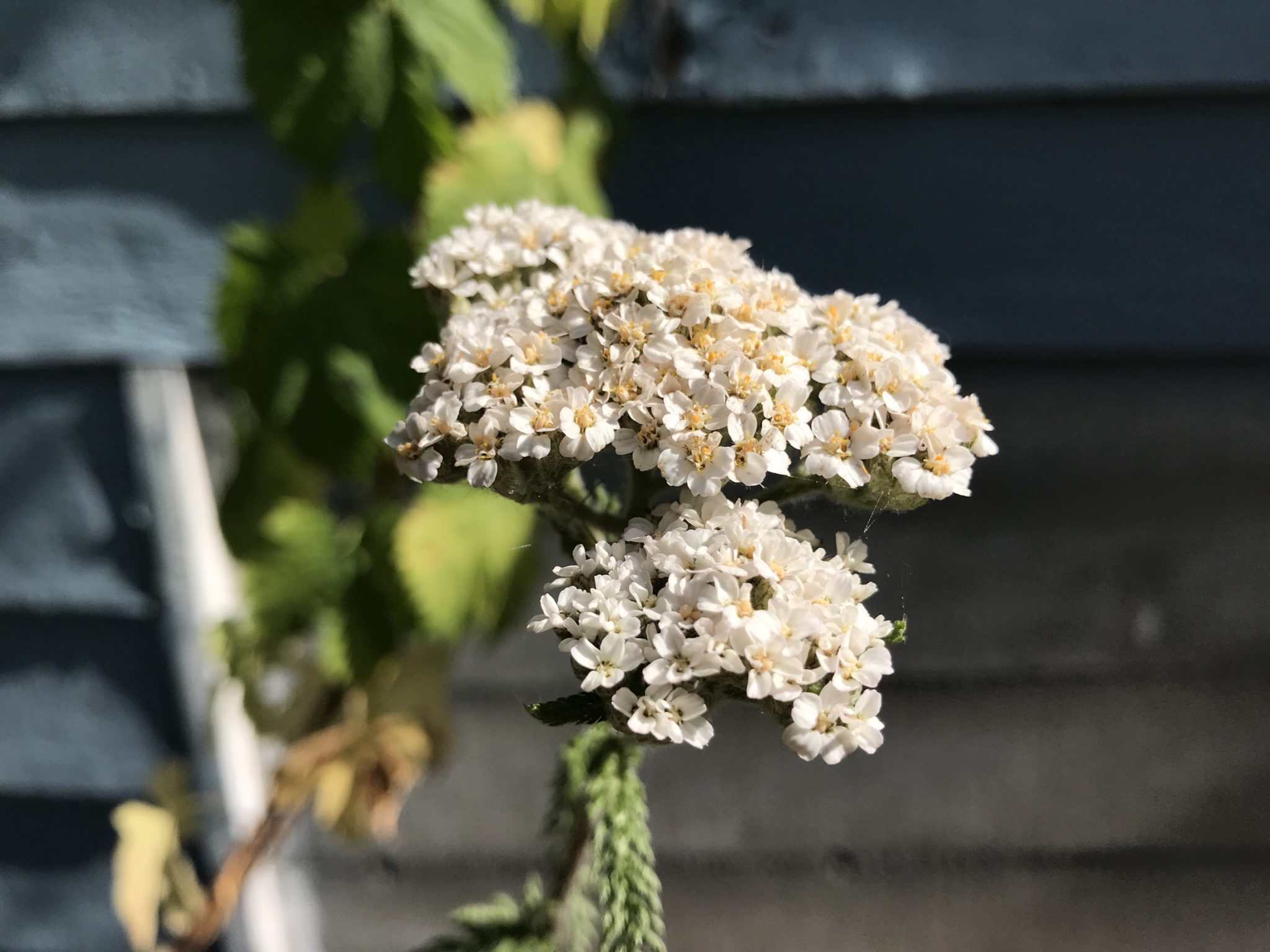 Brewing with Yarrow